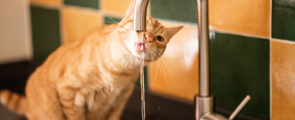 Can Pets Drink Tap Water in Singapore?
