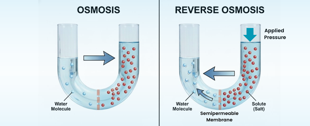 What Are Osmosis and Reverse Osmosis? A Simple Guide for Singaporeans